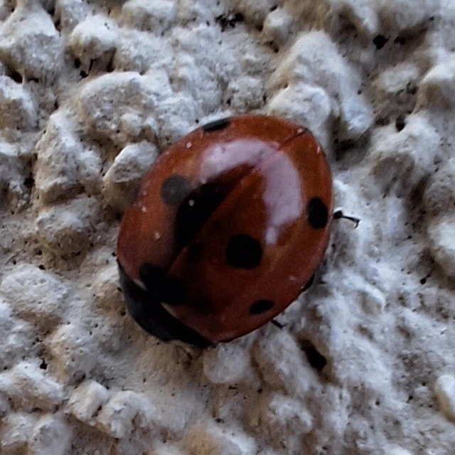 Coccinella septempunctata - hétpettyes katica