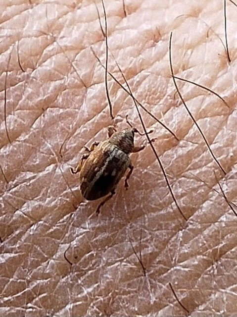 Ellescus scanicus - sápadt nyárormányos