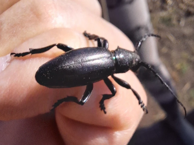 Dorcadion aethiops - fekete gyalogcincér Dorcadion aethiops - fekete gyalogcincér