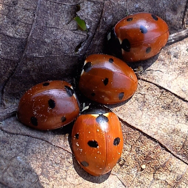 Coccinella septempunctata - hétpettyes katica