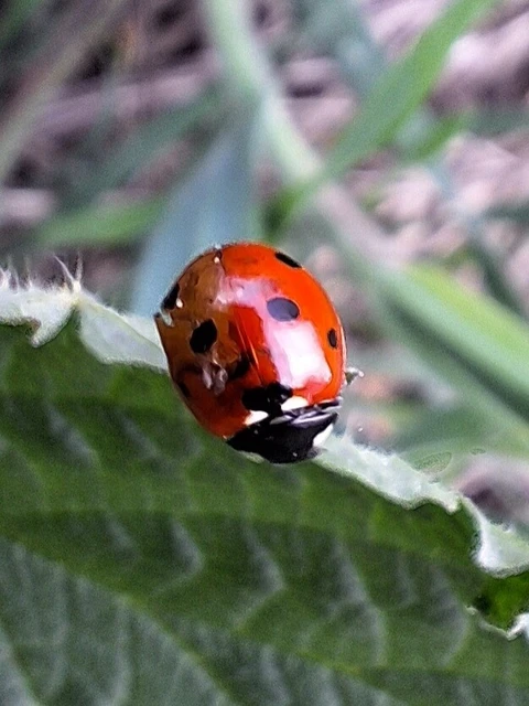 Coccinella septempunctata - hétpettyes katica