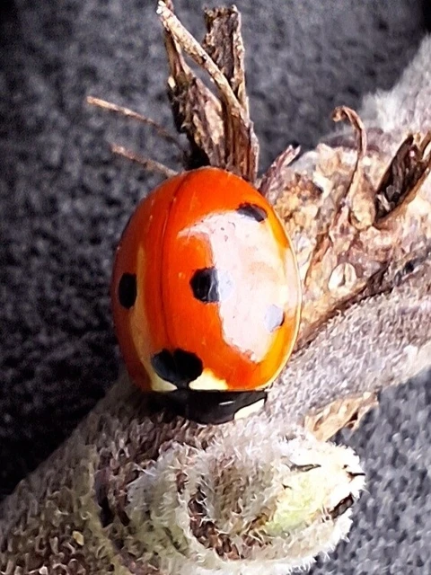 Coccinella septempunctata - hétpettyes katica