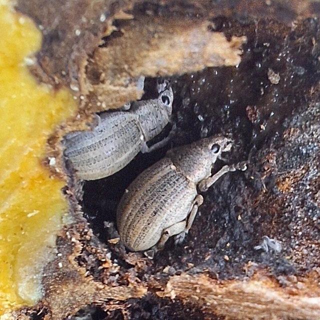 Sciaphobus squalidus - nagy szálkásbarkó