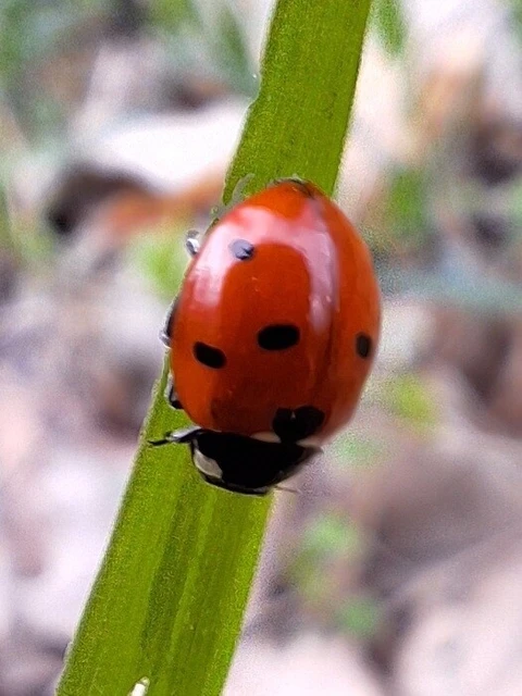 Coccinella septempunctata - hétpettyes katica