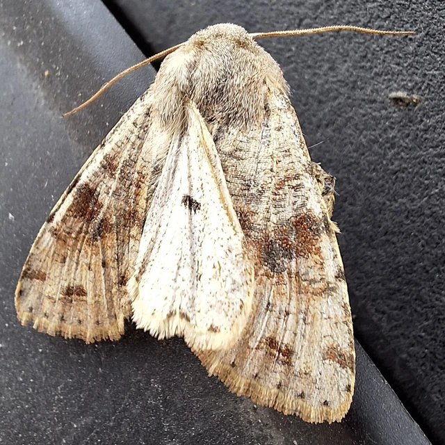 Orthosia incerta - változékony barkabagoly