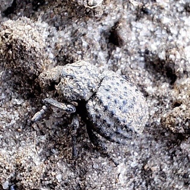 Brachycerus foveicollis - szögletes ragyásormányos