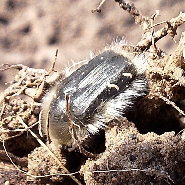 Tropinota hirta - bundás virágbogár