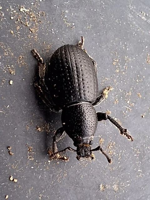 Psallidium maxillosum - fekete barkó