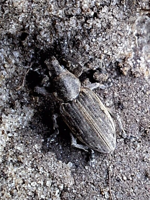 Tanymecus dilaticollis - kukorica-hegyesfarúbarkó