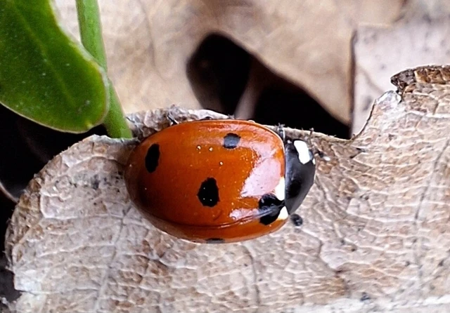 Coccinella septempunctata - hétpettyes katica