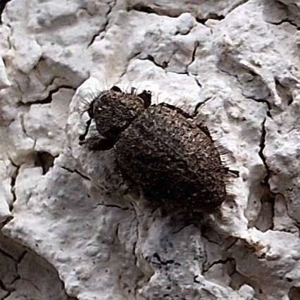 Cycloderes pilosulus - pikkelyeslábú ormányos