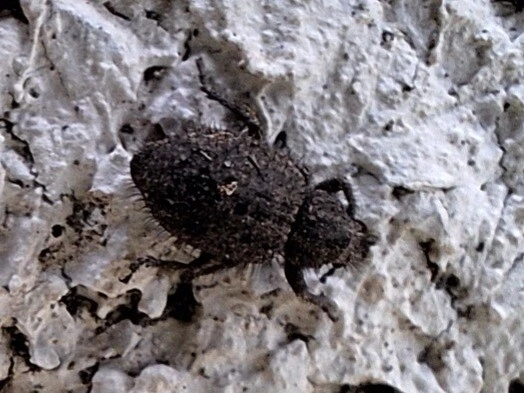 Cycloderes pilosulus - pikkelyeslábú ormányos