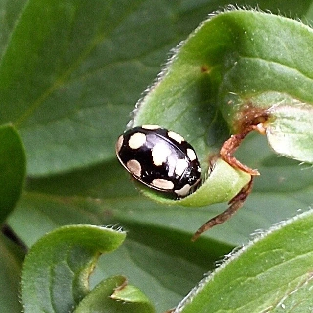 Oenopia lyncea