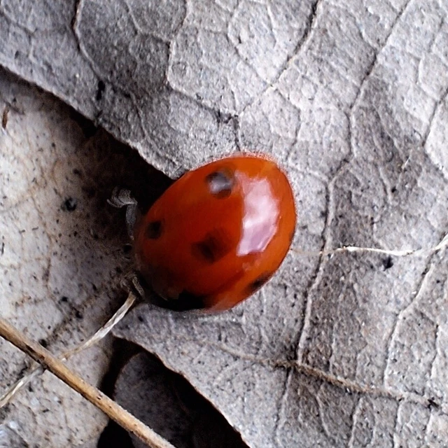 Coccinella septempunctata - hétpettyes katica