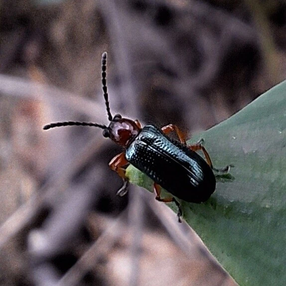Oulema melanopus/duftschmidi
