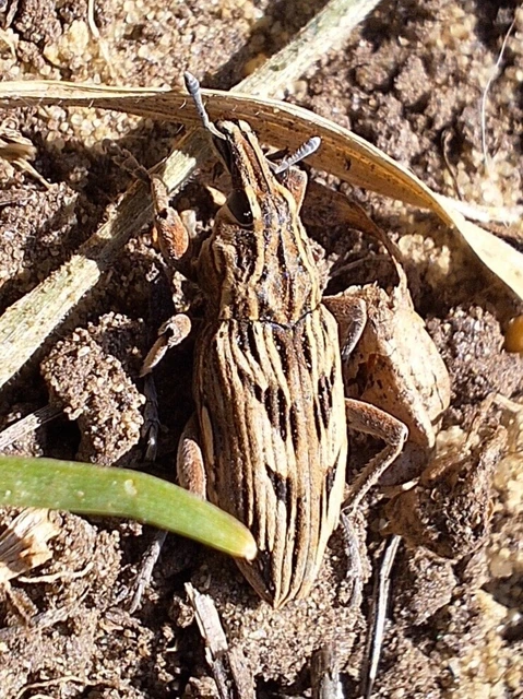 Coniocleonus nigrosuturatus - nyíljegyes barkó