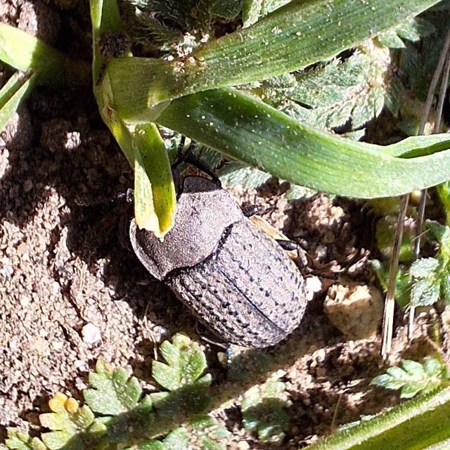 Opatrum sabulosum - sároshátú gyászbogár Opatrum sabulosum - sároshátú gyászbogár