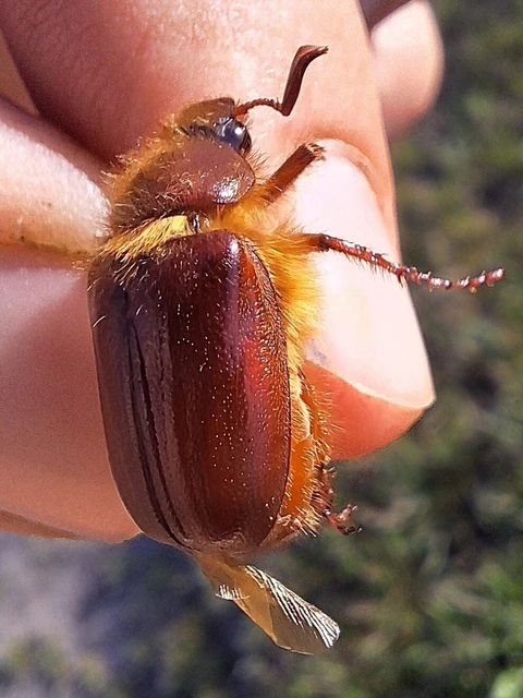 Holochelus aequinoctialis - tavaszeleji cserebogár