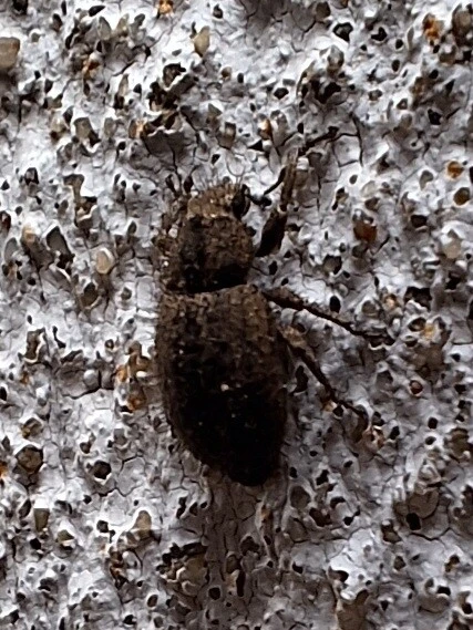 Cycloderes pilosulus - pikkelyeslábú ormányos