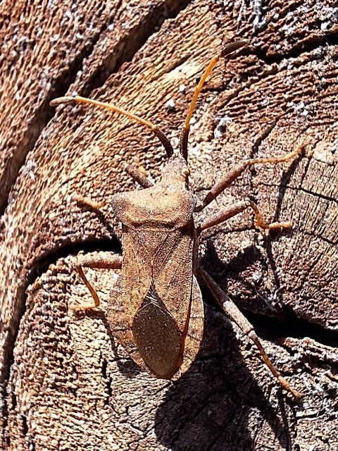 Coreus marginatus - közönséges karimáspoloska