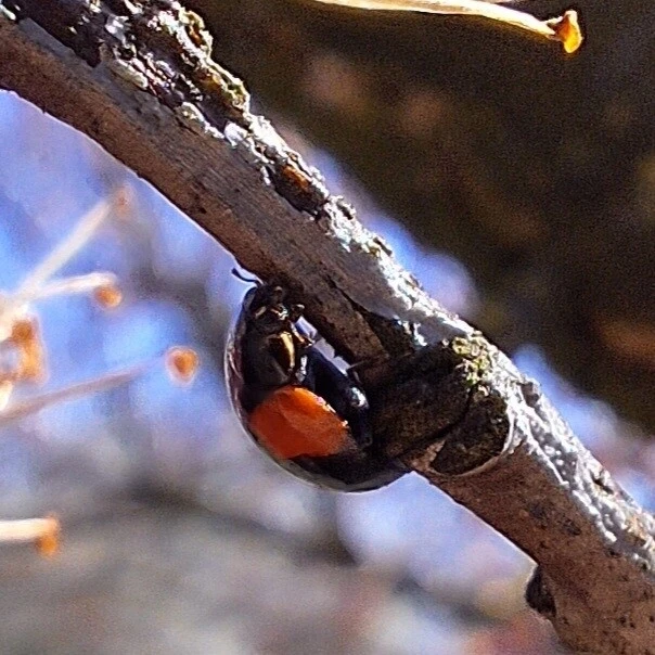 Adalia bipunctata - kétpettyes katica