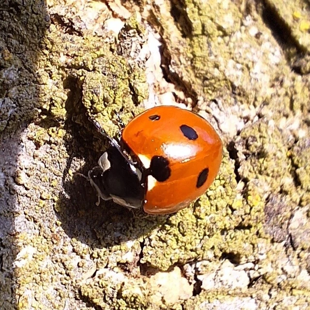 Coccinella septempunctata - hétpettyes katica