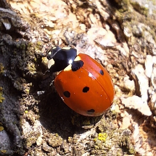 Coccinella septempunctata - hétpettyes katica
