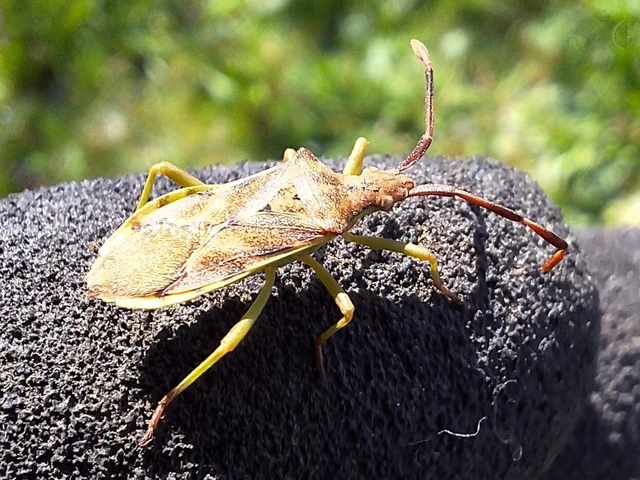 Gonocerus juniperi - boróka-karimáspoloska