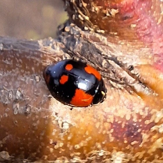 Adalia bipunctata - kétpettyes katica