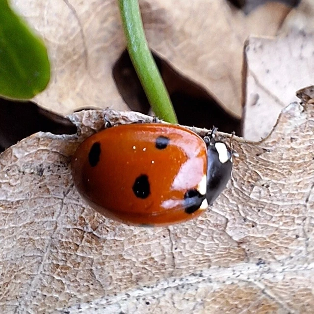 Coccinella septempunctata - hétpettyes katica