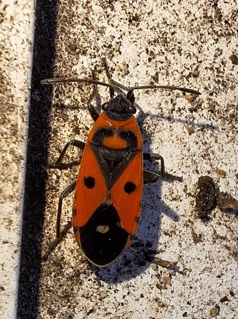 Melanocoryphus albomaculatus - nagy fehérfoltos-bodobács