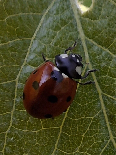 Coccinella septempunctata - hétpettyes katica