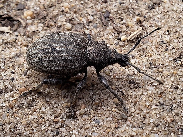 Otiorhynchus ligustici - vincellér-gyalogormányos