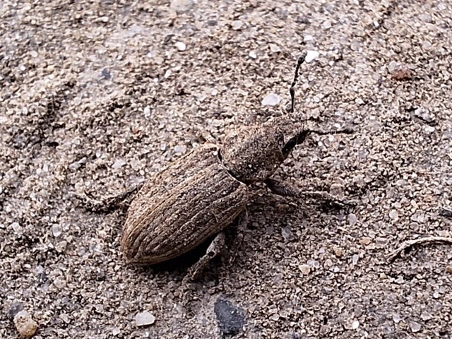 Tanymecus dilaticollis - kukorica-hegyesfarúbarkó