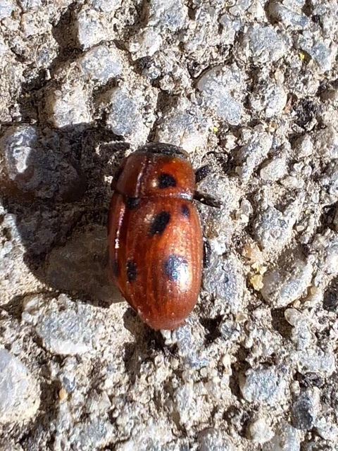 Gonioctena fornicata - közönséges lucernabogár