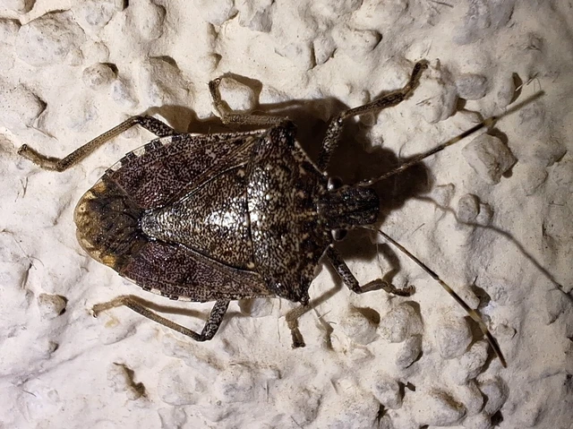 Halyomorpha halys - ázsiai márványospoloska