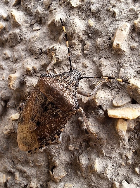 Rhaphigaster nebulosa - bencepoloska