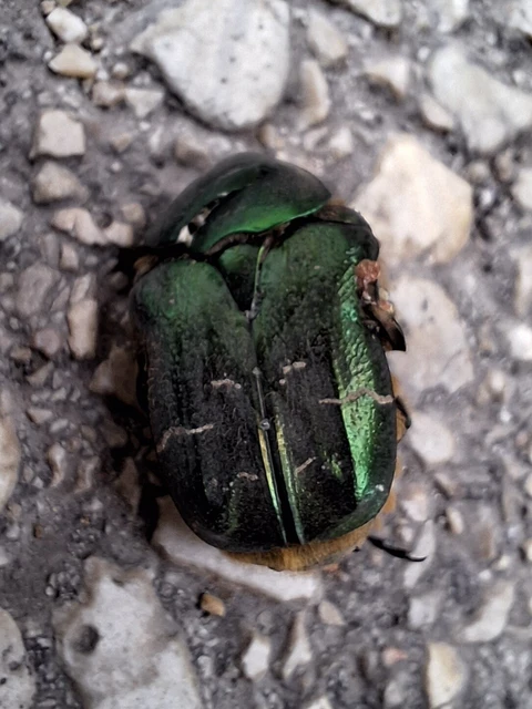 Cetonia aurata - aranyos virágbogár