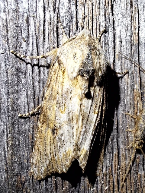 Egira conspicillaris - változékony szürkebagoly