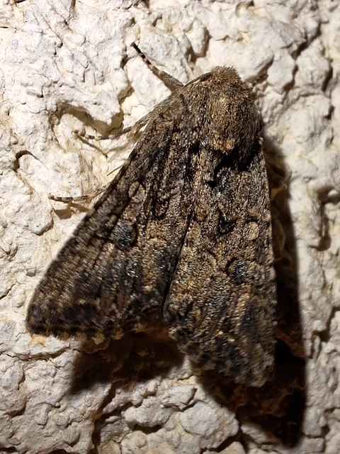 Hadula trifolii - lóherebagoly