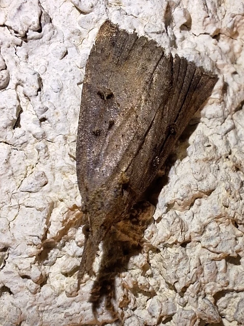 Hypena rostralis - közönséges karcsúbagoly