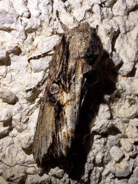 Egira conspicillaris - változékony szürkebagoly
