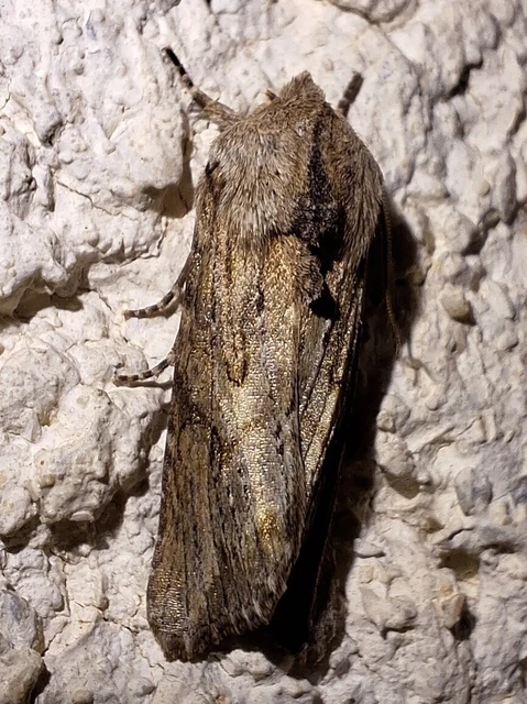 Egira conspicillaris - változékony szürkebagoly
