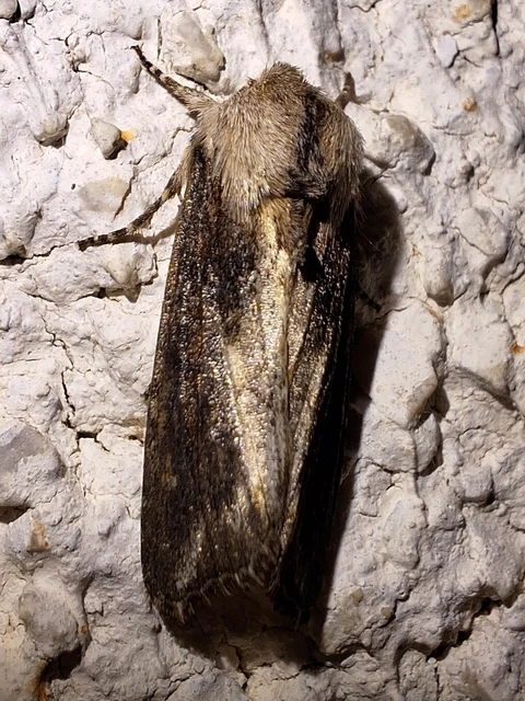 Egira conspicillaris - változékony szürkebagoly
