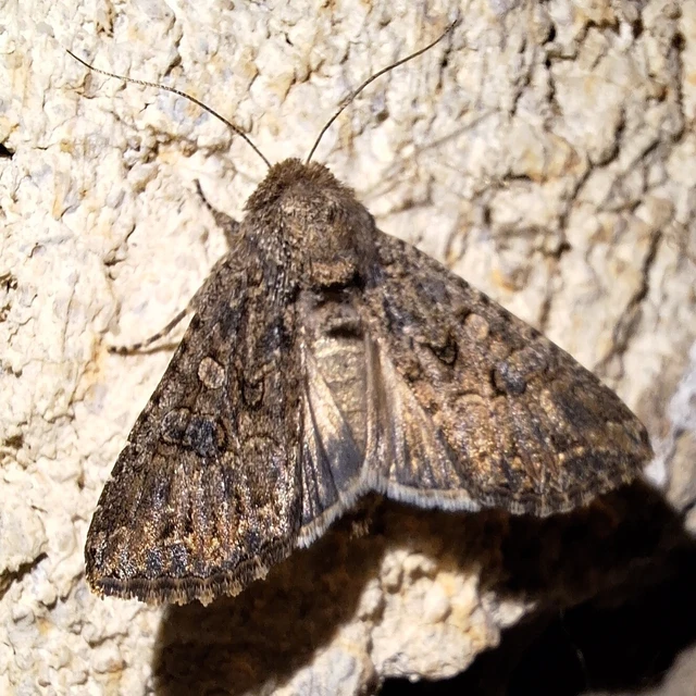 Hadula trifolii - lóherebagoly