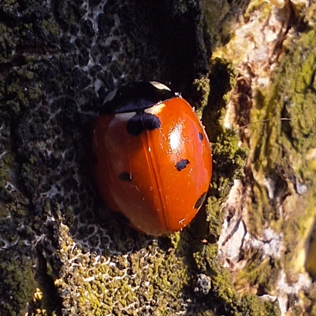 Coccinella septempunctata - hétpettyes katica