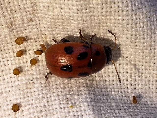 Gonioctena fornicata - közönséges lucernabogár