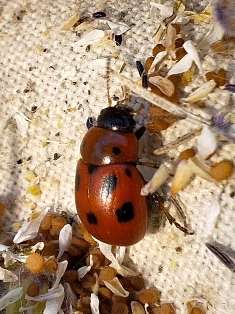 Gonioctena fornicata - közönséges lucernabogár