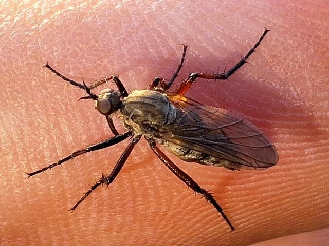 Diptera - Kétszárnyúak Diptera - Kétszárnyúak