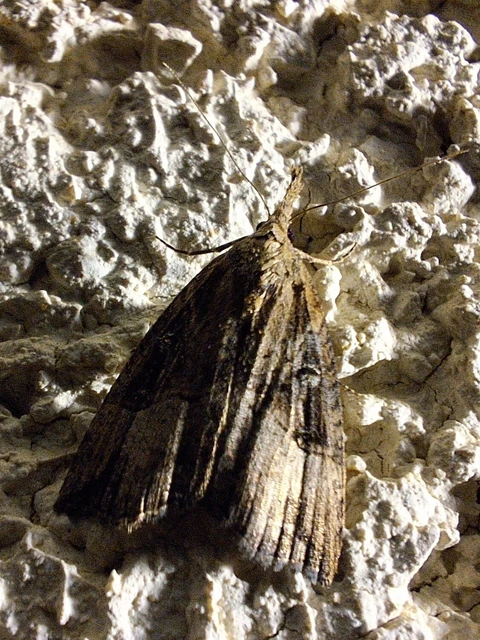 Hypena rostralis - közönséges karcsúbagoly